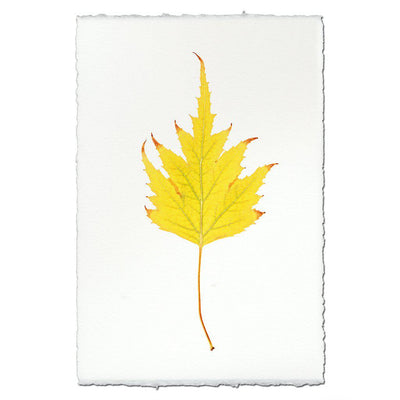 Birch Leaf