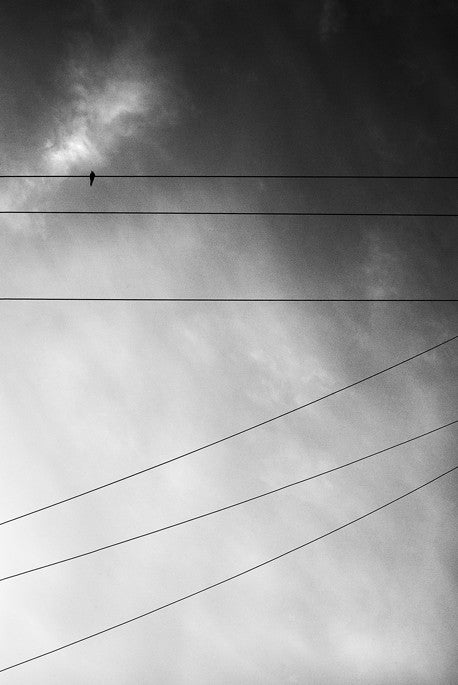 Bird with Six Wires- Oakland, CA