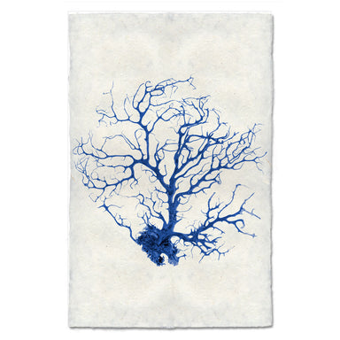 Black Coral Fan #1 coastal wall art print — fine art coastal photography on handmade paper, San Francisco