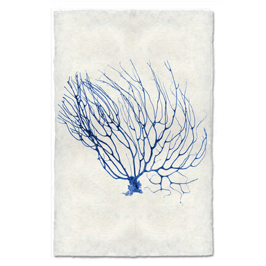 Black Coral Fan #2 coastal wall art print — fine art coastal photography on handmade paper, San Francisco