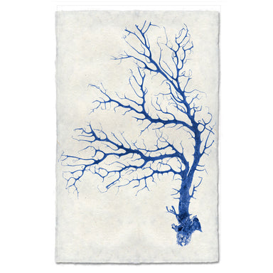Black Coral Fan #3 coastal wall art print — fine art coastal photography on handmade paper, San Francisco