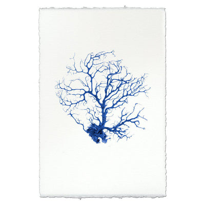 Black Coral Fan #1
