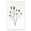 Bulb Form