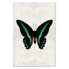 Butterfly #11