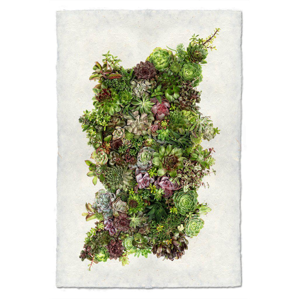 Collectives — BARLOGA STUDIOS- fine photographs on intriguing papers