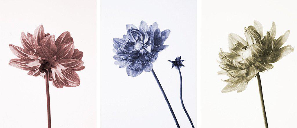 Dahlia Three Ways