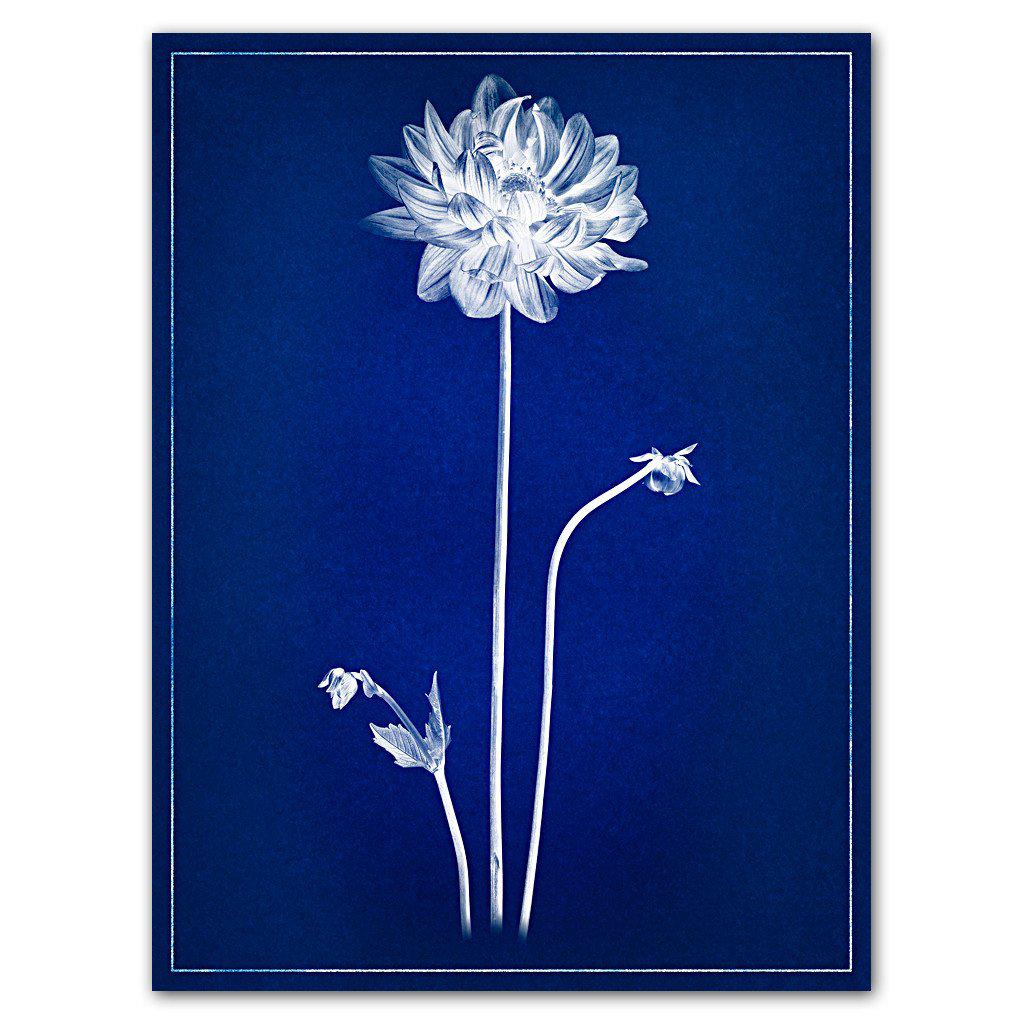 Single Dahlia blue print