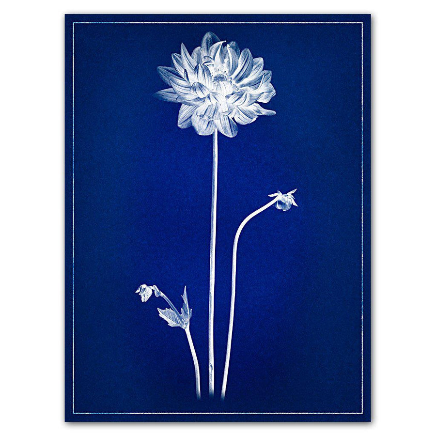 Single Dahlia blue print