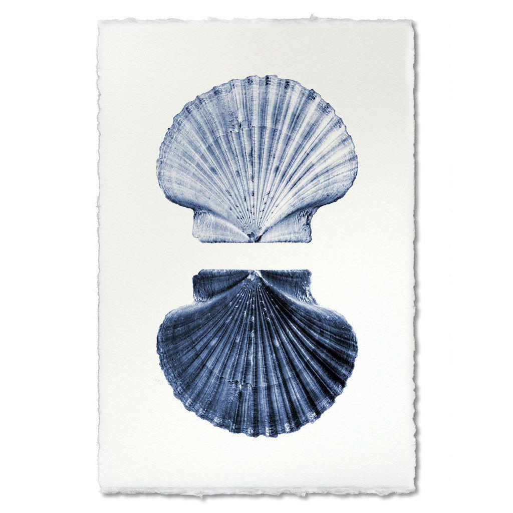Double Shell - BARLOGA STUDIOS- fine photographs on intriguing papers