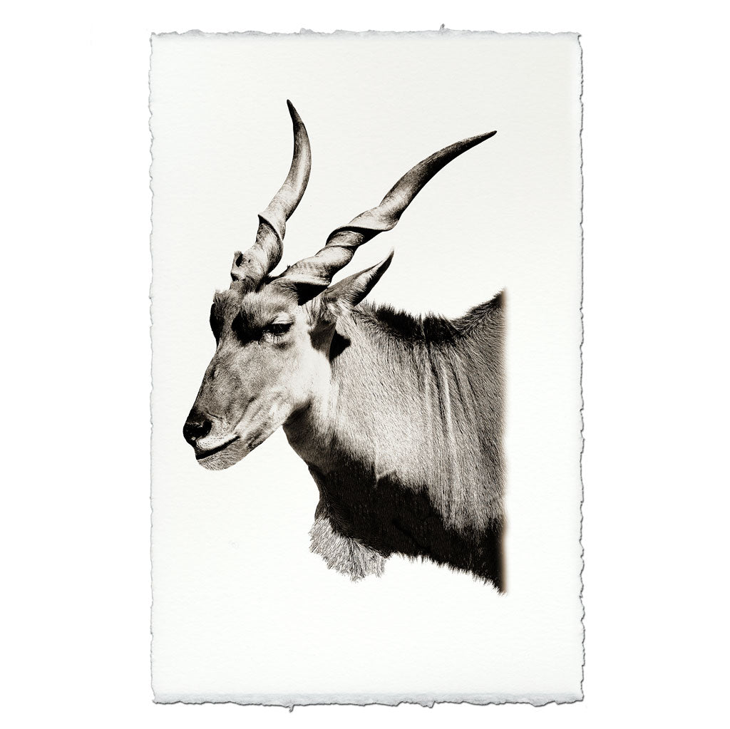 Eland