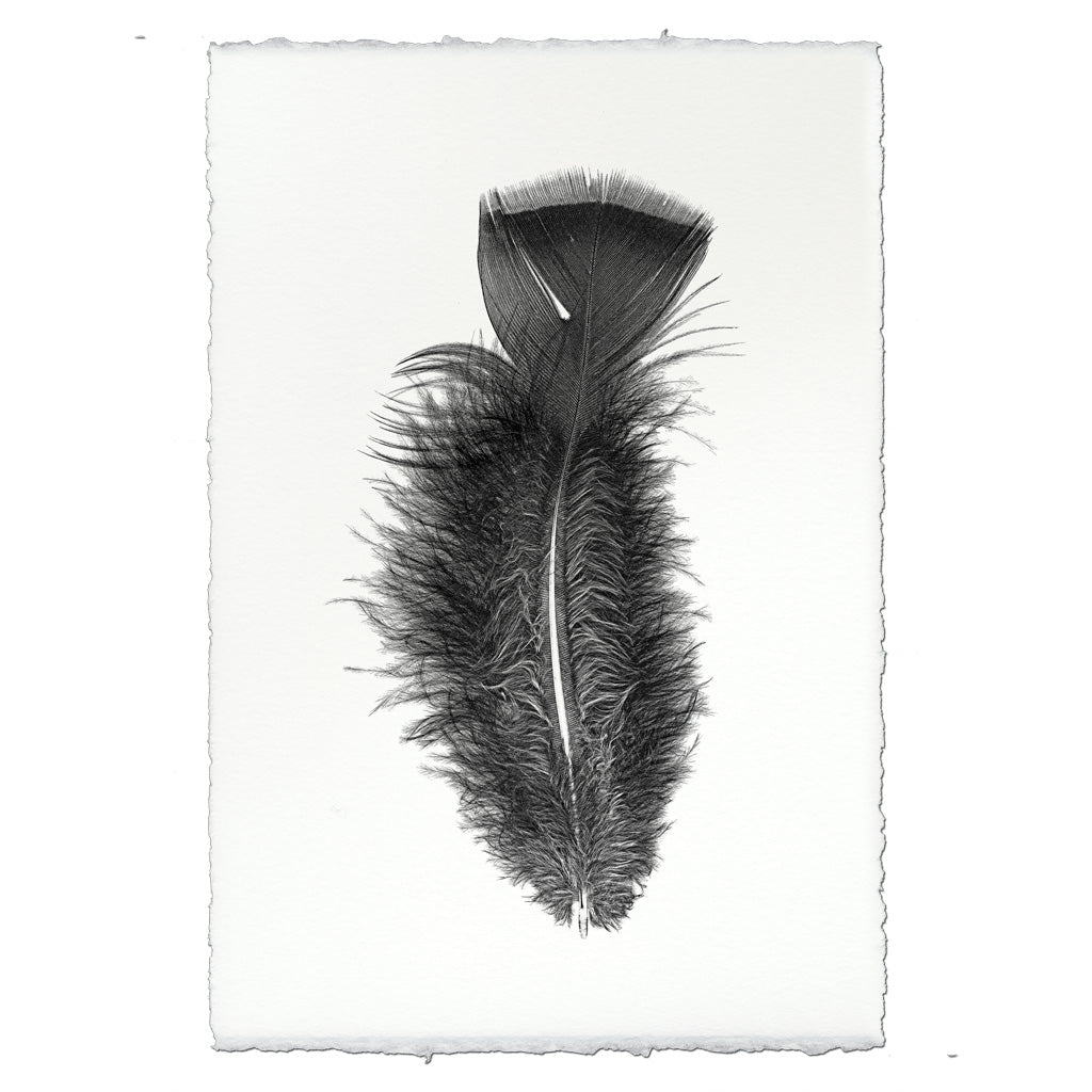 Feather Study #10 (Turkey)