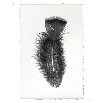 Feather Study #10 (Turkey)