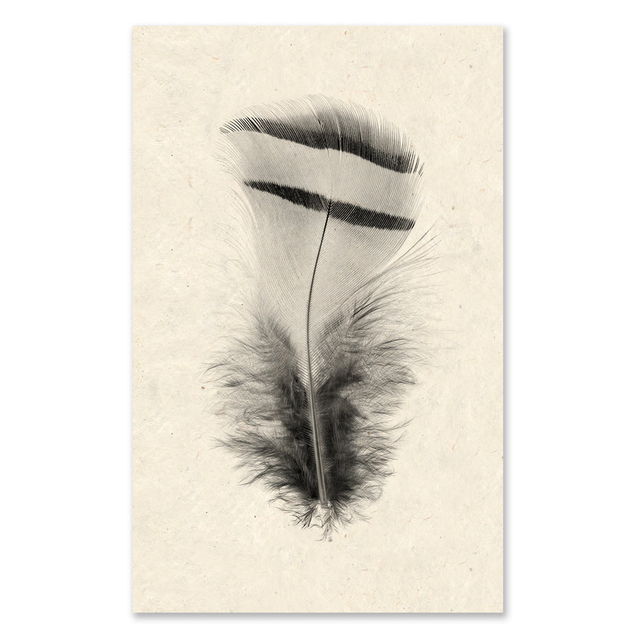 Feather #15 grand format