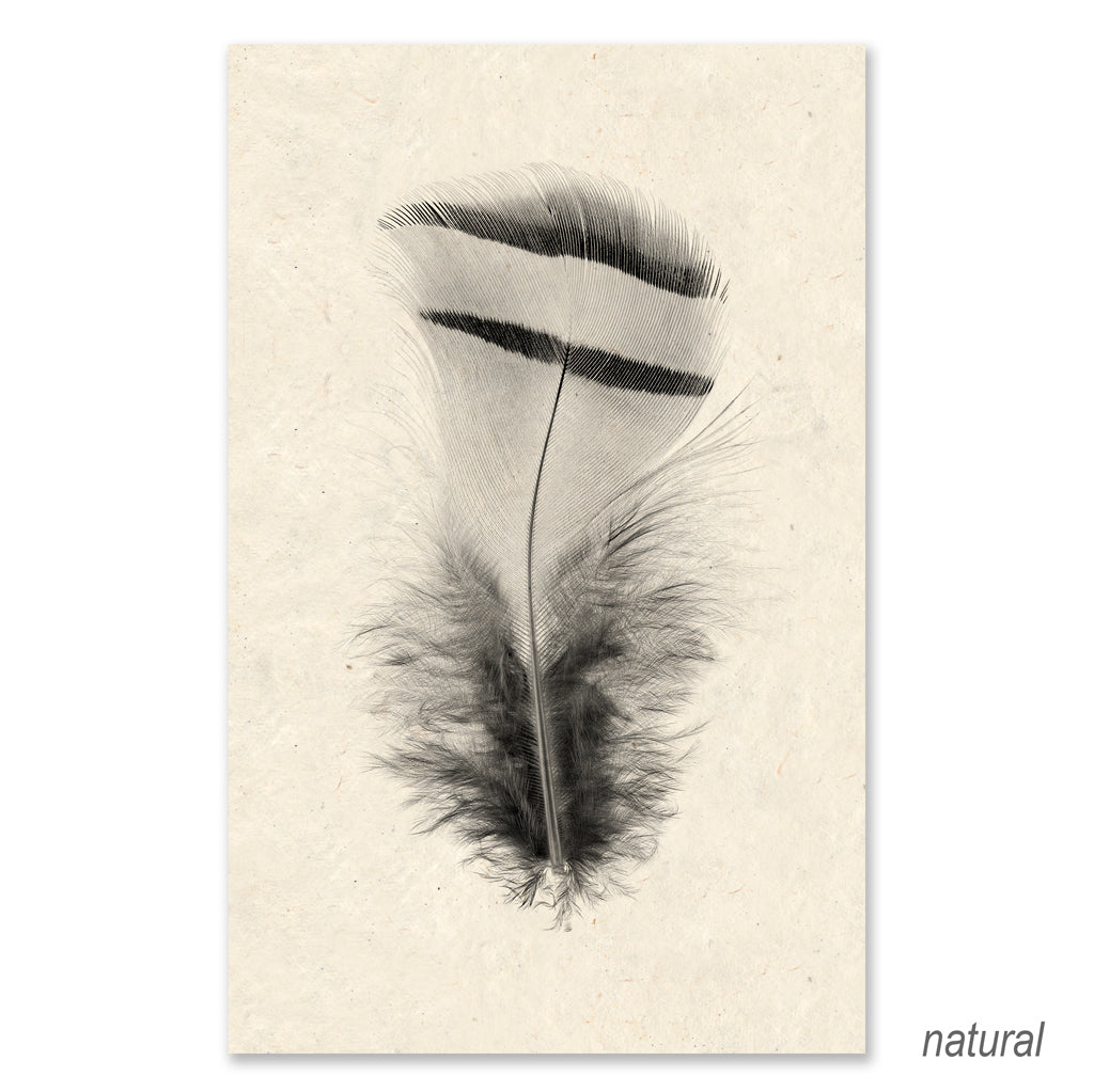 Feather #15 grand format