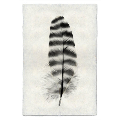 Feathers - BARLOGA STUDIOS- fine photographs on intriguing papers