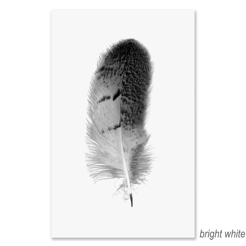 Feather #7 grand format