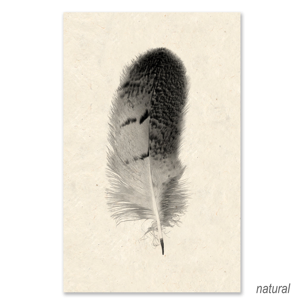 Feather #7 grand format