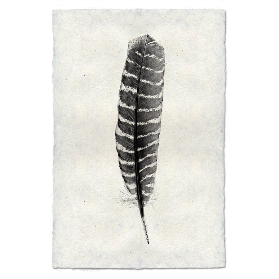 Feather Study #16 (Wild Turkey)