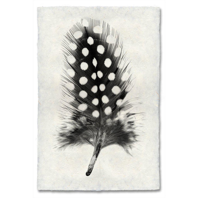 Feather Study #1 (Guinea Fowl) black and white wall art print — fine art black and white photography on handmade paper, San Francisco