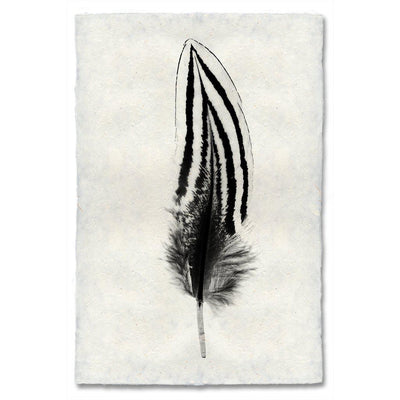 Feather Study #2 (Silver Pheasant)