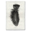 Feather Study #10 (Turkey)