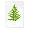 Fern #10