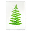 Fern #11