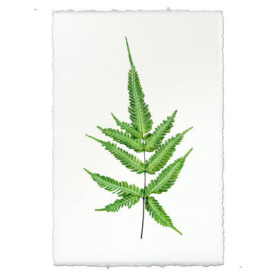 Fern #4
