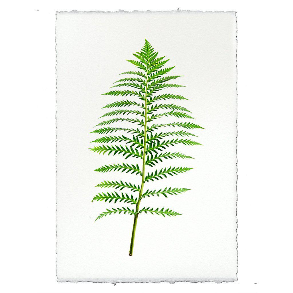 Fern #5