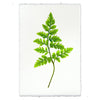 Fern #6