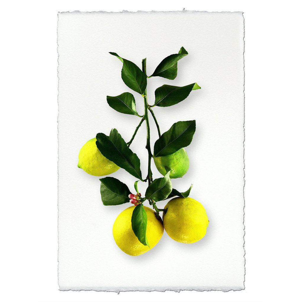 Citrus — BARLOGA STUDIOS- fine photographs on intriguing papers