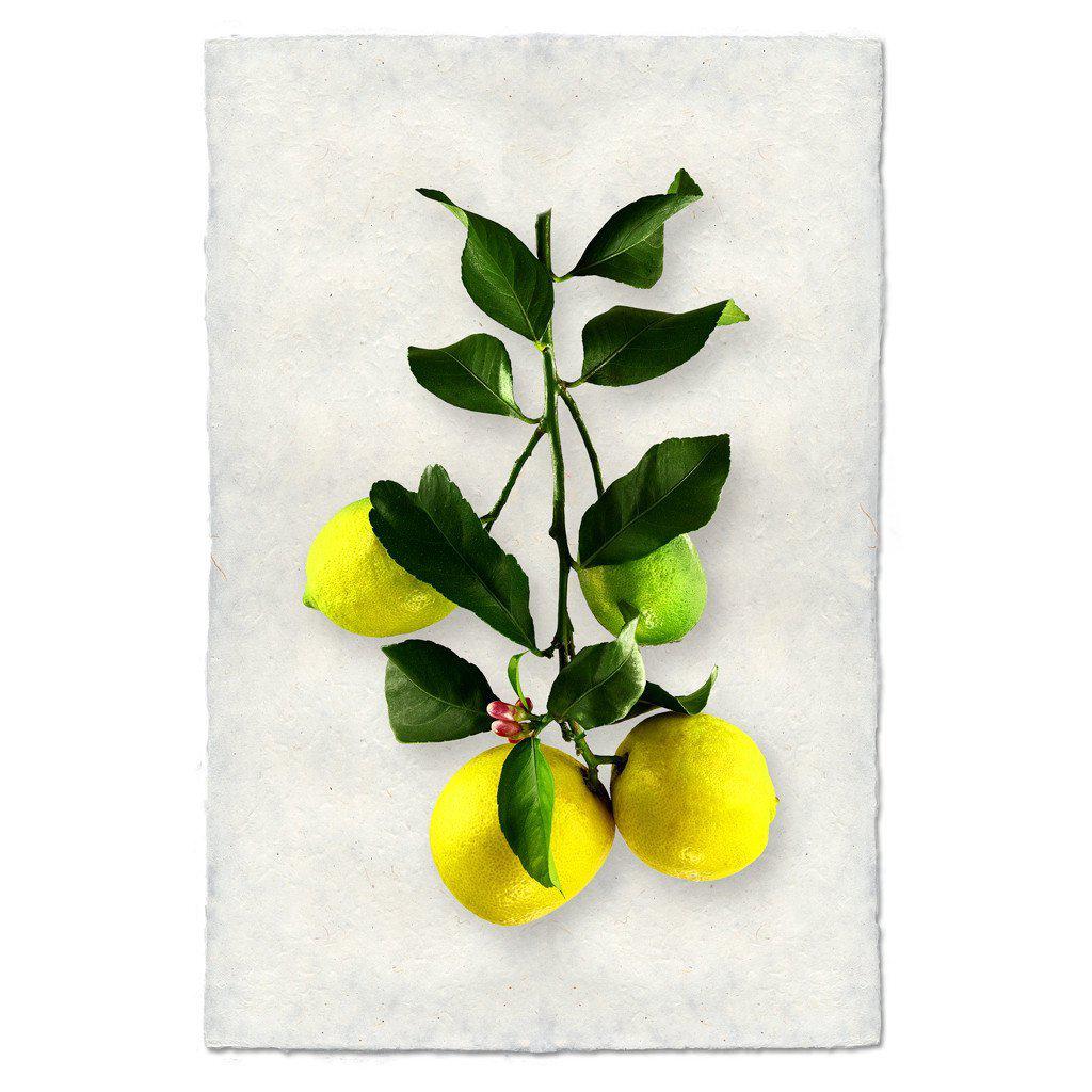 Four Lemons - BARLOGA STUDIOS- fine photographs on