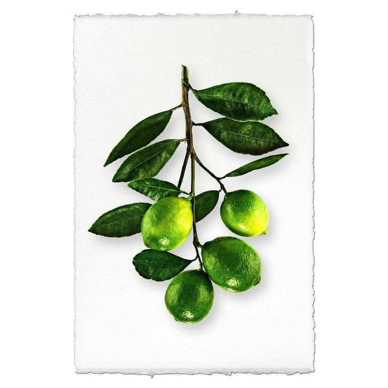 Citrus — BARLOGA STUDIOS- fine photographs on intriguing papers