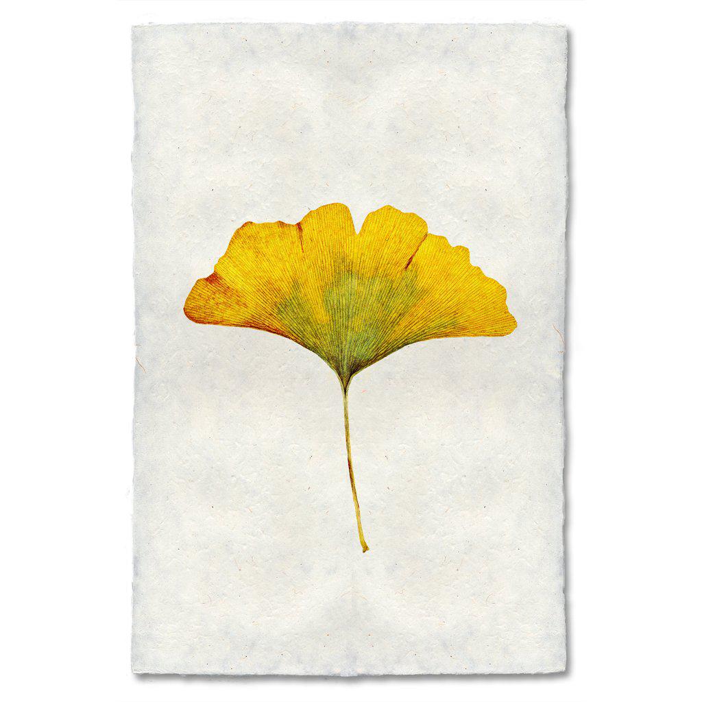 Yellow Ginkgo
