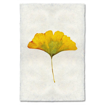 Yellow Ginkgo
