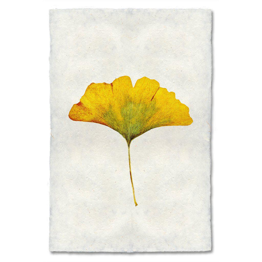 Yellow Ginkgo