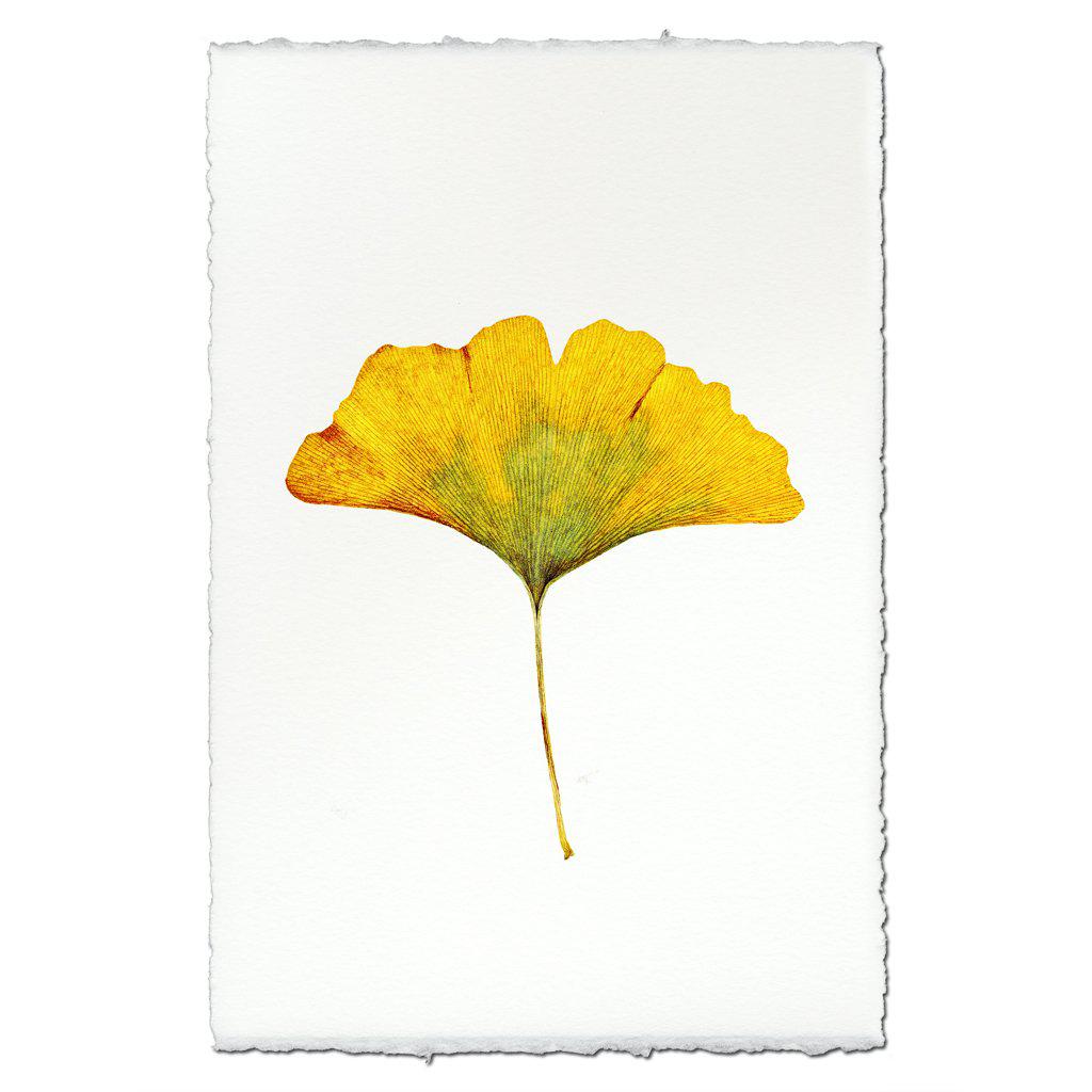 Yellow Ginkgo