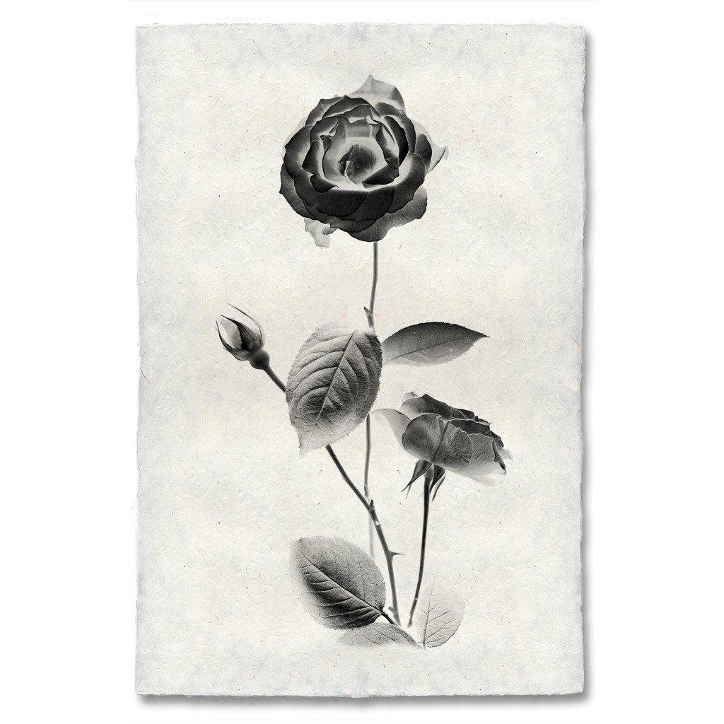 Graphite Rose #2
