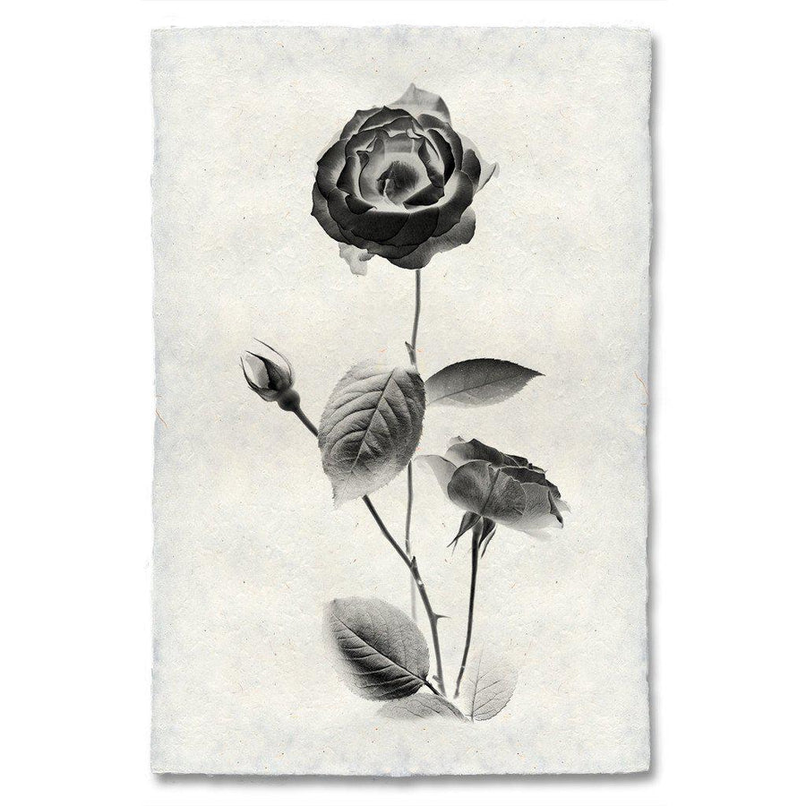 Graphite Rose #2