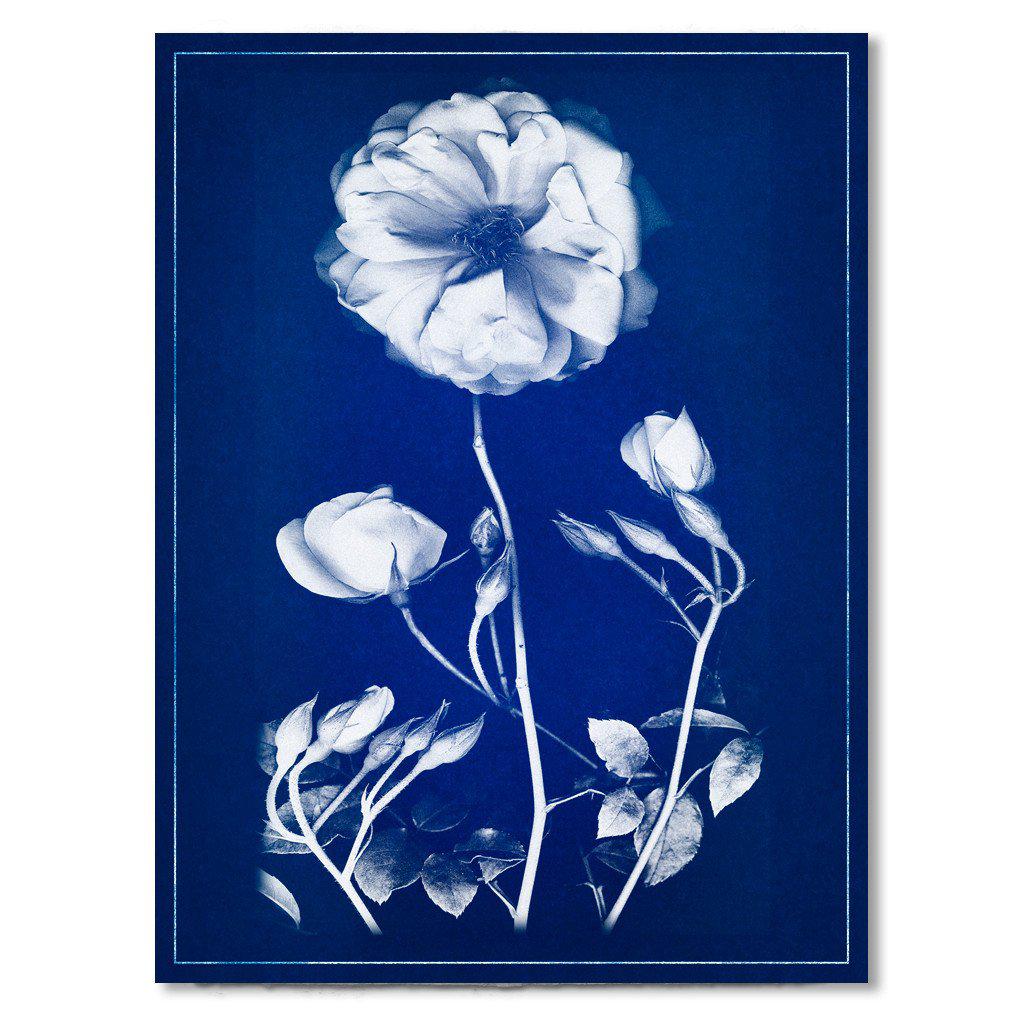 Graphite Rose blue print
