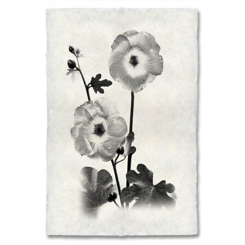 Hollyhocks
