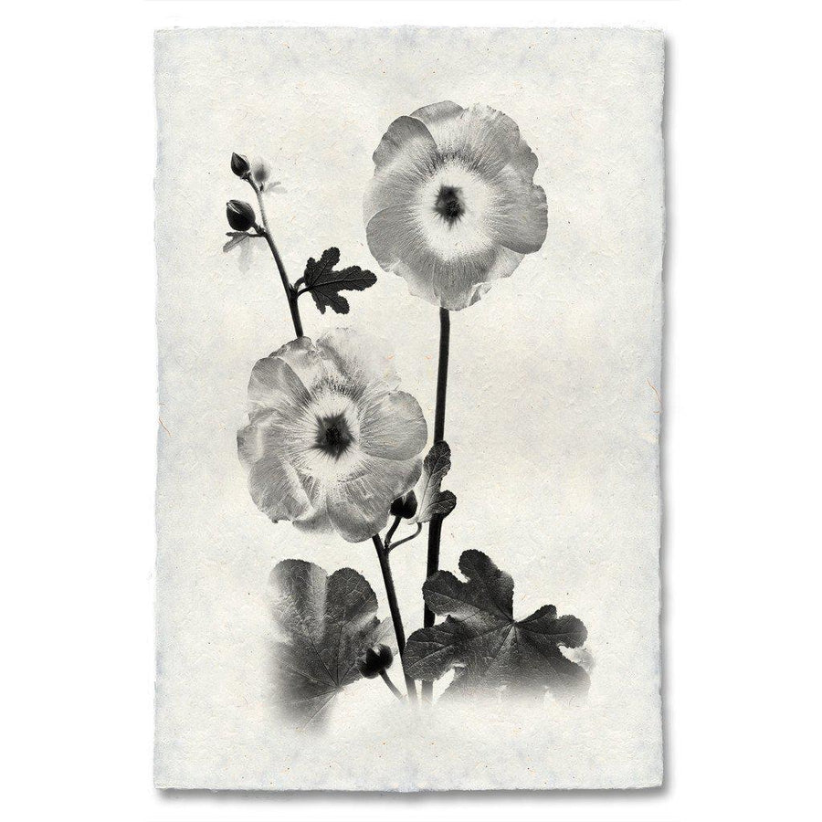 Hollyhocks