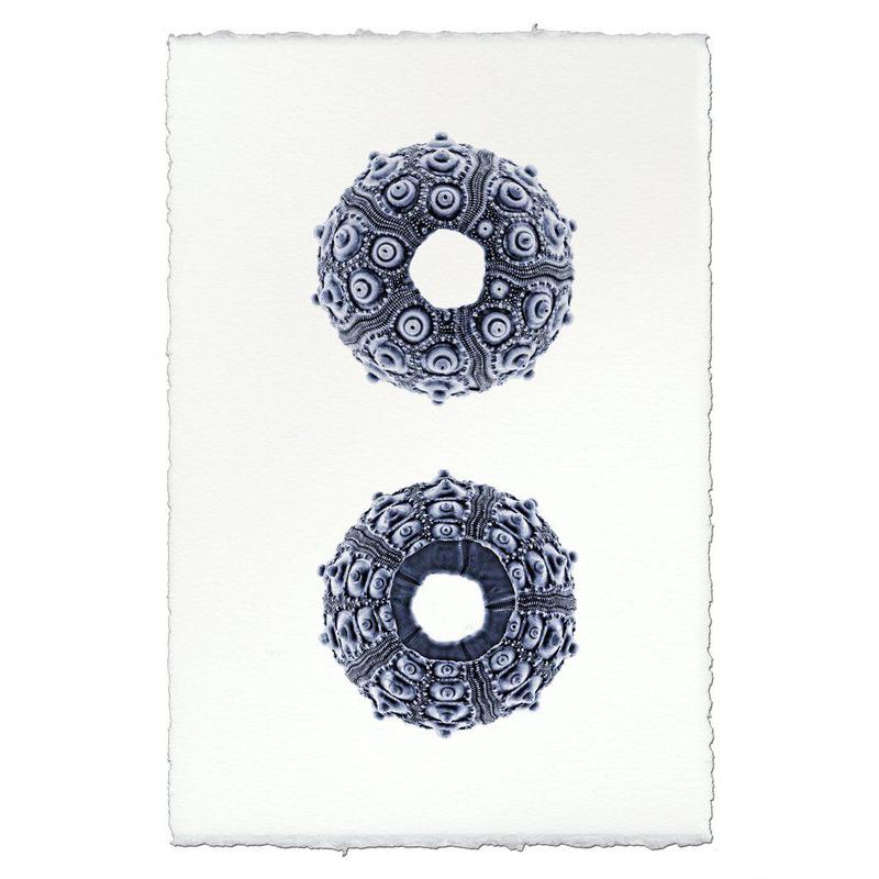 Imperial Urchin grand format