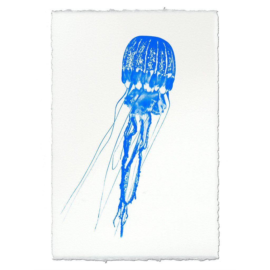 Jellyfish