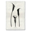 Lilies