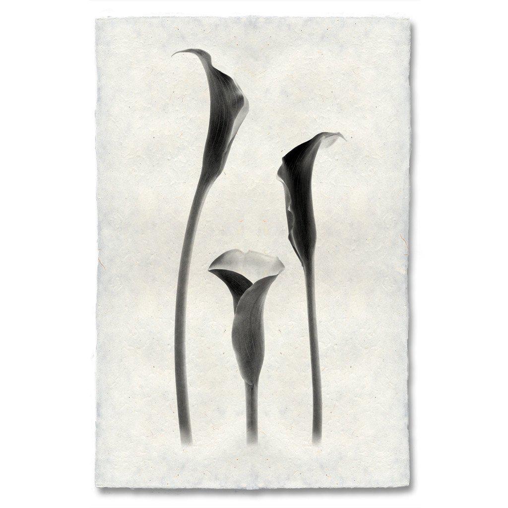 Lilies