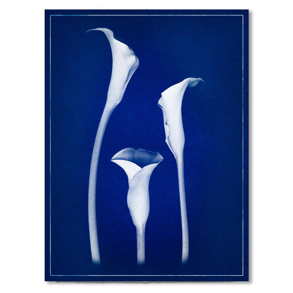 Lilies blue print