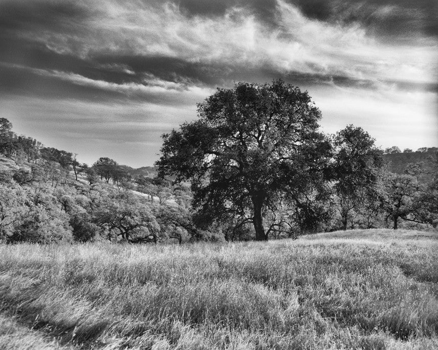 Mount Diablo Study #3- Contra Costa, CA