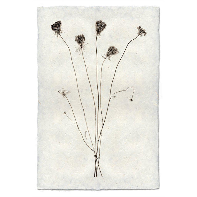 Queen Anne's natural forms wall art print — fine art natural forms photography on handmade paper, San Francisco