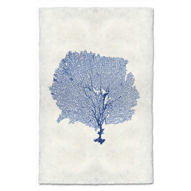 Round Sea Fan coastal wall art print — fine art coastal photography on handmade paper, San Francisco
